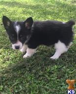 Pembroke Welsh Corgi